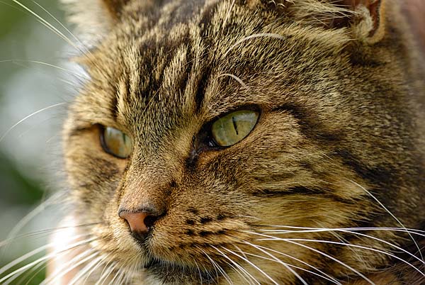 Manx Cat